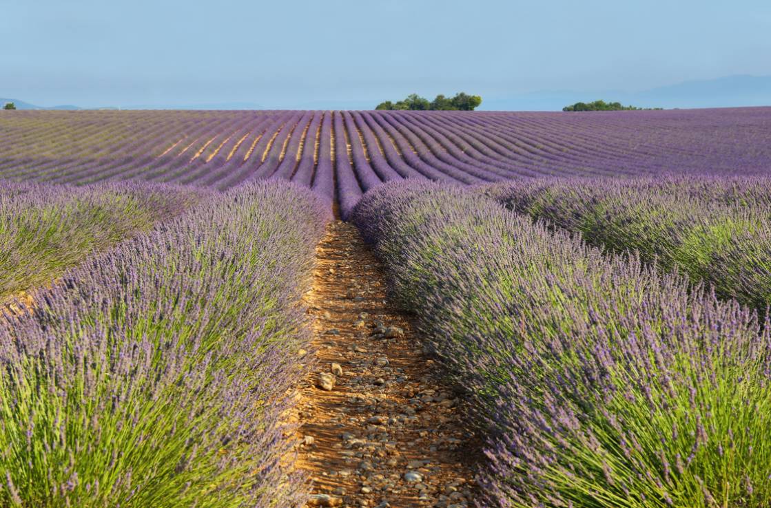 Provence lavender